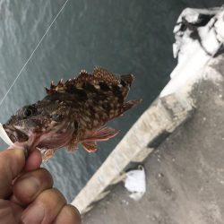 アラカブ数釣り